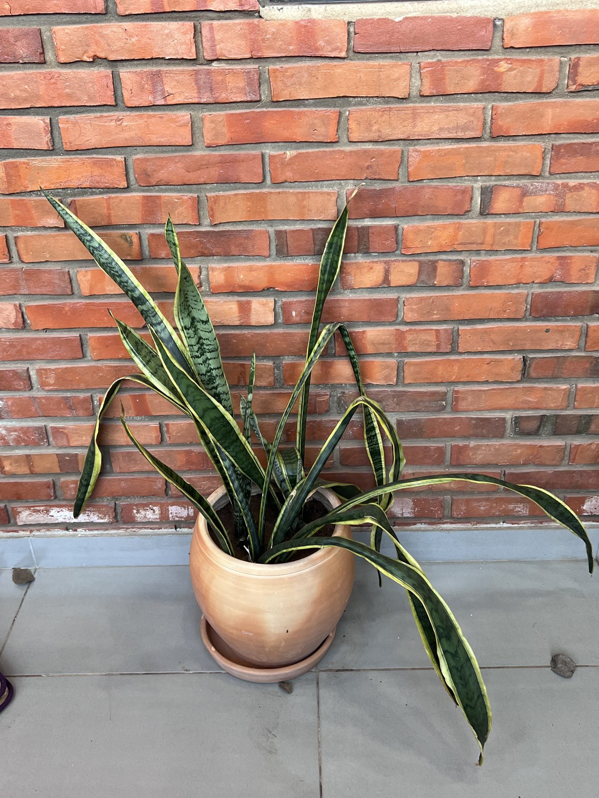 Sansevieria con maceta de barro