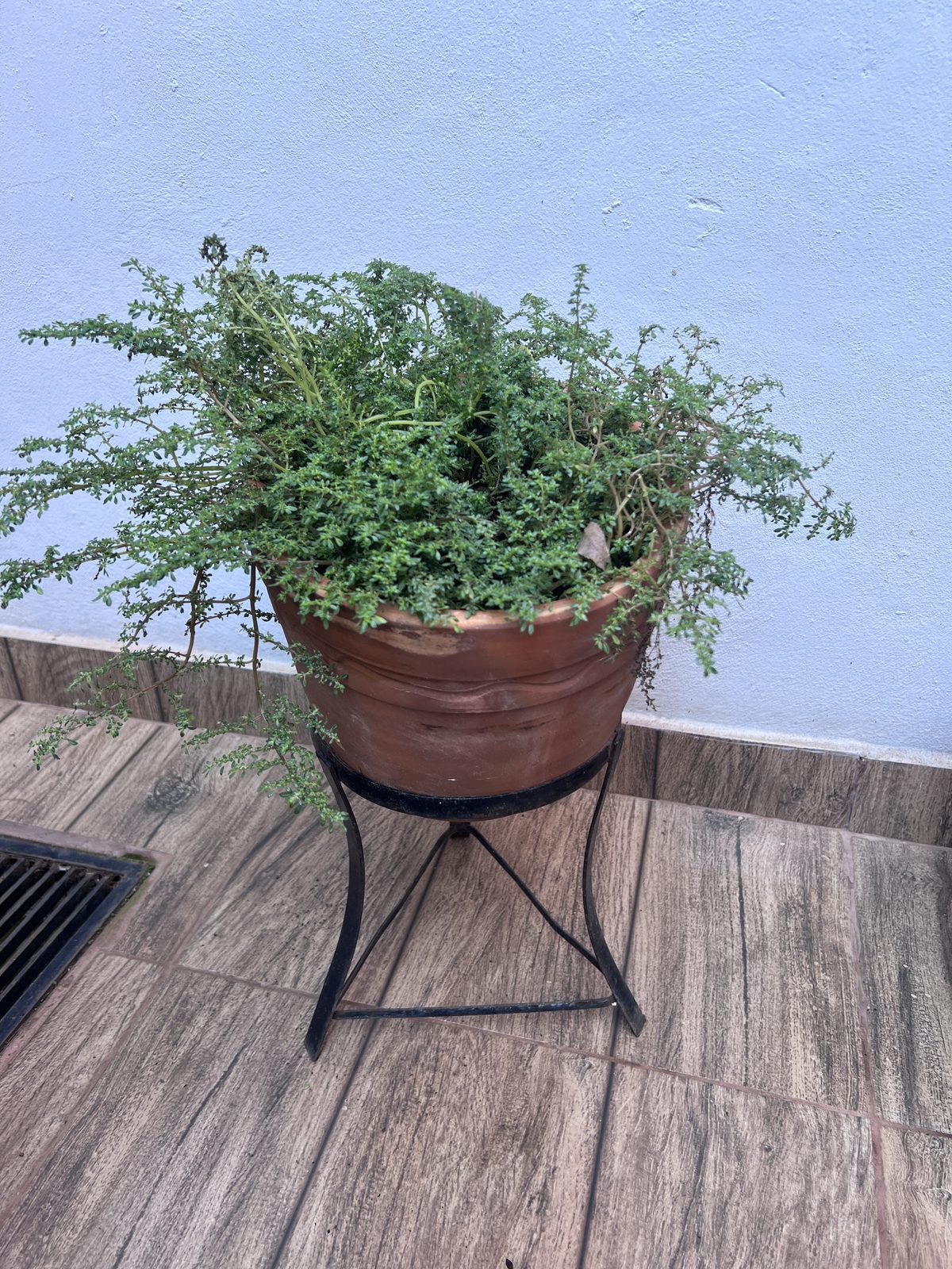 Planta aromática con maceta de barro y soporte de hierro