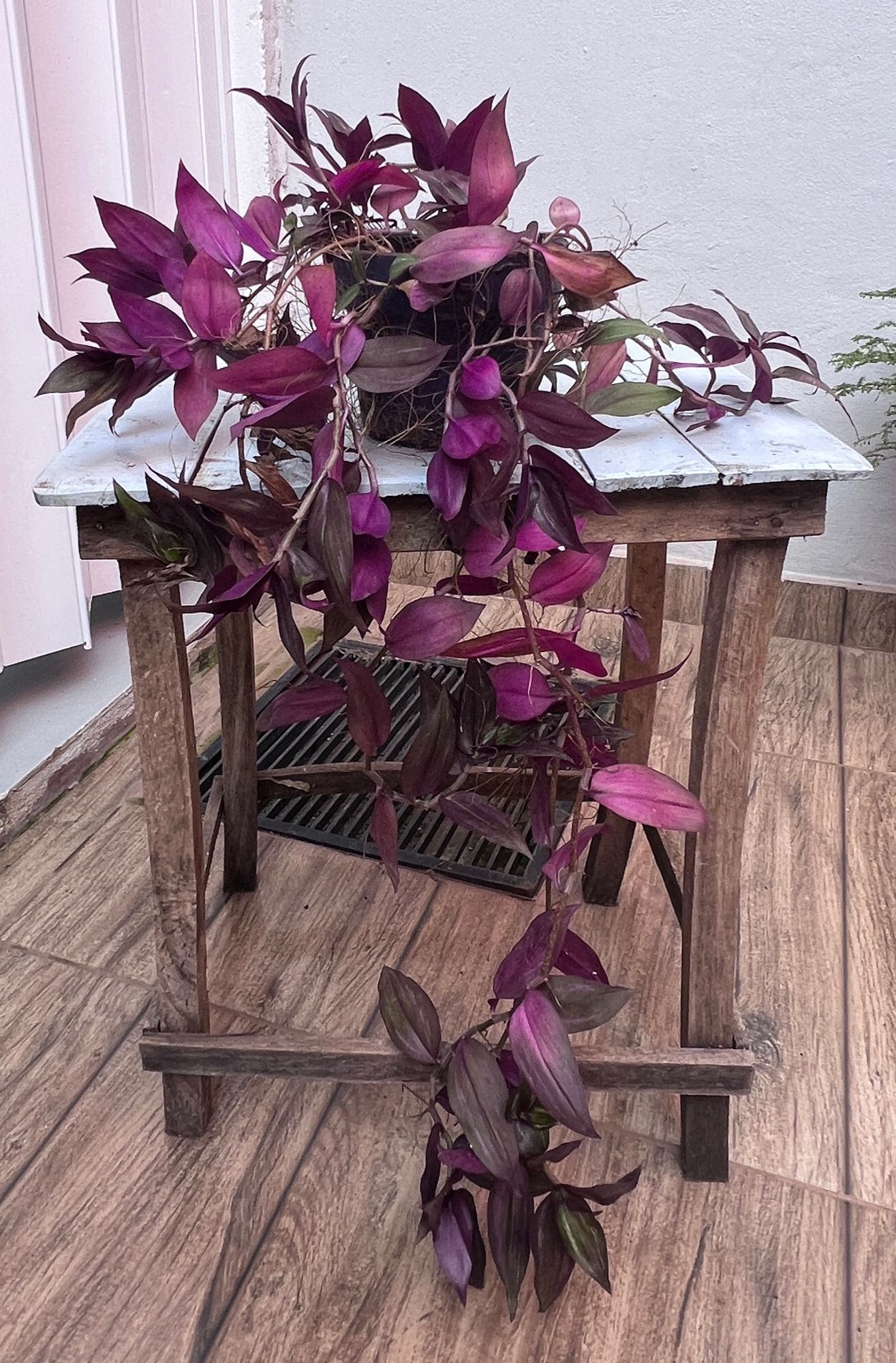 Tradescantia morada con maceta (cada una)